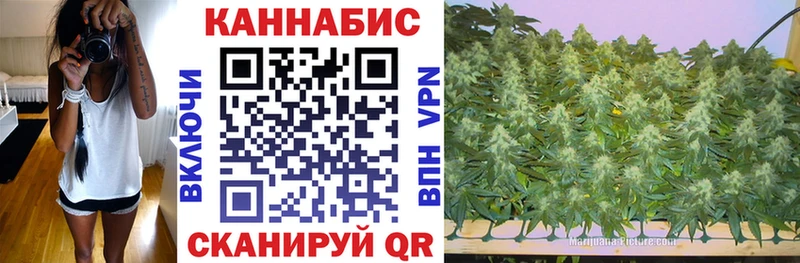 Конопля сатива  Устюжна 